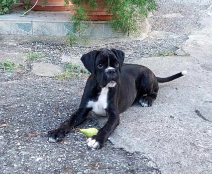pedro01